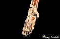 VBS_2897 - Mostra Body Worlds